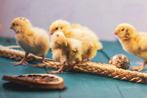 Tiny quail chicks that just hatched from an egg Stock Photos