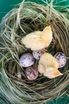 Tiny quail chicks that just hatched from an egg Stock-Fotos