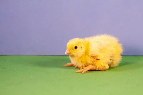 Tiny quail chicks that just hatched from an egg Stock Photos
