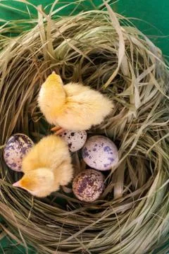 Tiny quail chicks that just hatched from an egg Stock Photos