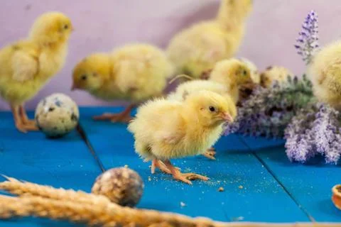 Tiny quail chicks that just hatched from an egg Stock Photos