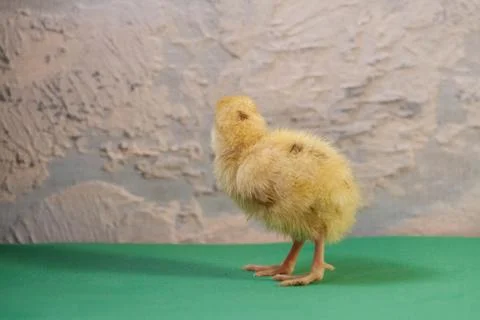 Tiny quail chicks that just hatched from an egg Stock Photos