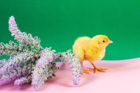 Tiny quail chicks that just hatched from an egg Stock Photos
