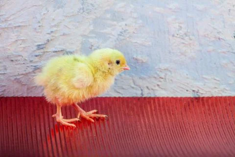 Tiny quail chicks that just hatched from an egg Stock Photos