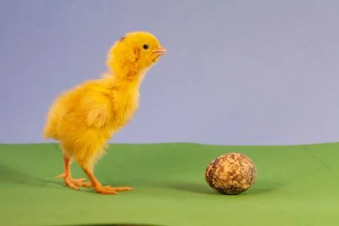 Tiny quail chicks that just hatched from an egg Stock Photos