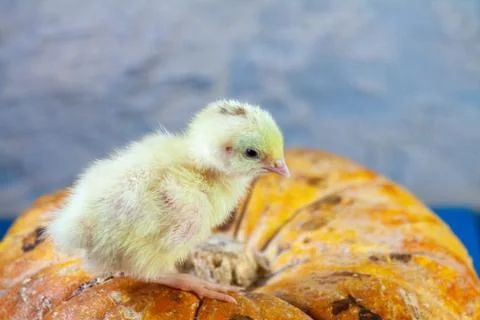 Tiny quail chicks that just hatched from an egg Stock Photos