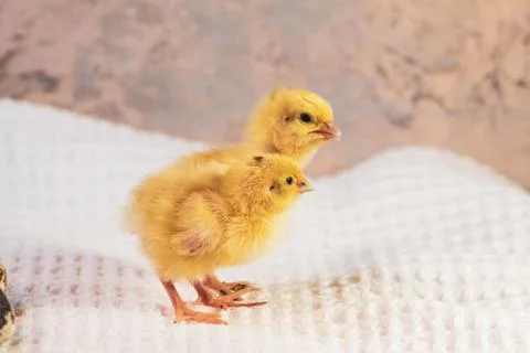 Tiny quail chicks that just hatched from an egg Stock-Fotos