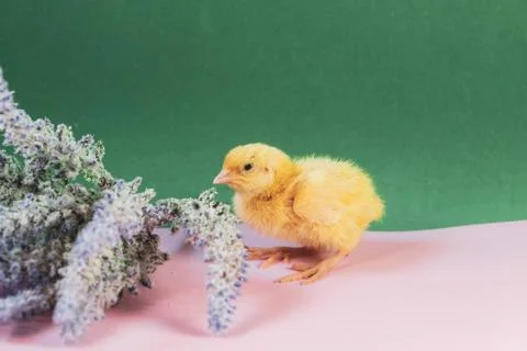 Tiny quail chicks that just hatched from an egg Foto stock