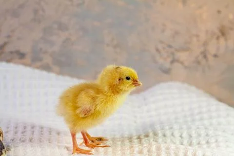 Tiny quail chicks that just hatched from an egg Stock Photos
