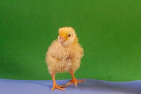 Tiny quail chicks that just hatched from an egg Stock Photos