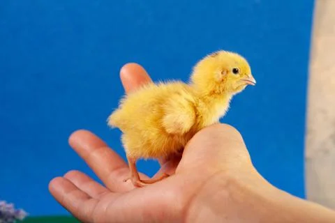 Tiny quail chicks that just hatched from an egg Stock Photos