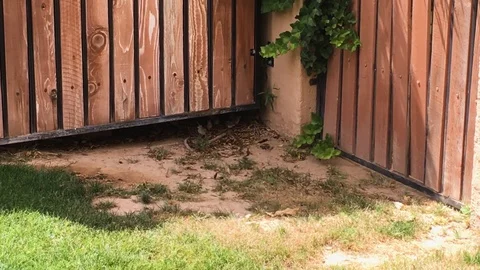 Tiny quail chicks pop their heads out from under a fence gate. Stock Footage 127315089
