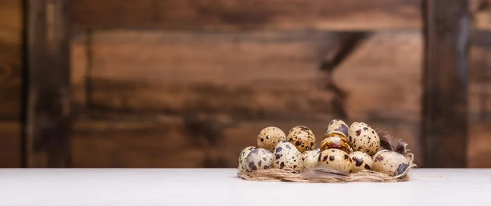 Tiny quail eggs 库存照片