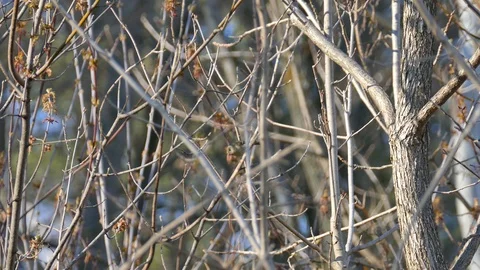 Tiny quick flycatcher type of bird in the spring on small branches with buds Stock Footage 100387916