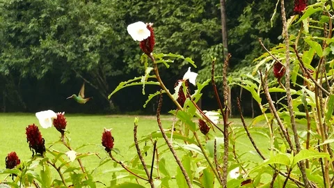 Tiny quick hummingbird flying between flowers in green bush in Panama Stock Footage 123459961