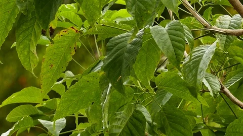 Tiny quick yellow bird hopping around broad leaf tree Stock Footage 123607687