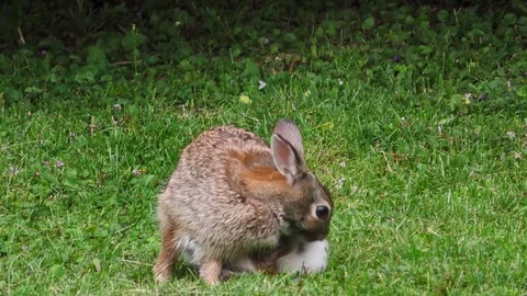 Tiny Rabbit in a Field Stock Footage 76139883