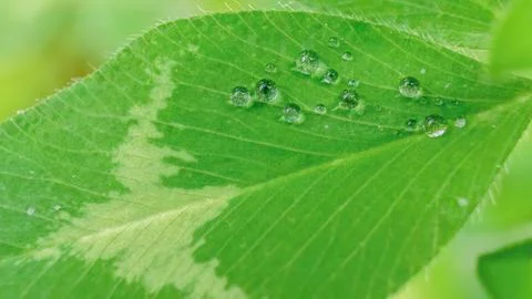 Tiny raindrops on a clover leaf under the midday sunlight, in a field in the  Stock Photos