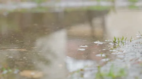 Tiny raindrops falling on pond water surface shallow DOF 4K 2160p UltraHD foo Stock Footage 49779939