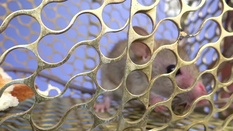 Tiny rat sitting in golden cage Stock Footage 153857954
