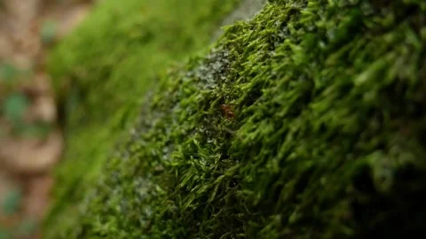 A Tiny Red Ant Crawling on Lush Green Moss-Covered Bark Stock Footage 295745140