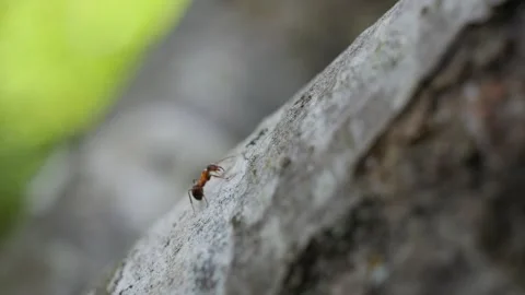Tiny red ant walking along a grey tree branch Stock-Footage 337738539