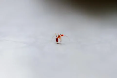 Tiny Red Ant on a White Surface. Stock Photos