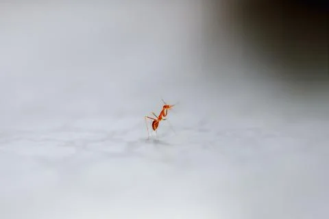 Tiny Red Ant on a White Surface. Foto stock