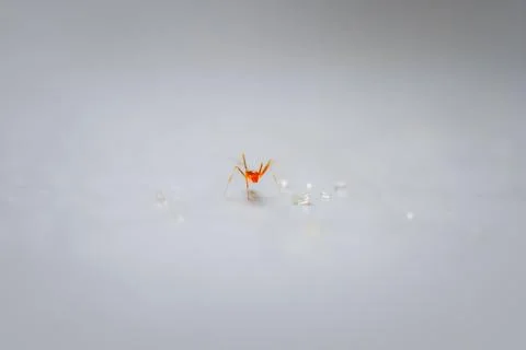 Tiny Red Ant on a White Surface. Stock Photos