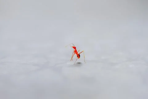 Tiny Red Ant on a White Surface. Stock Photos