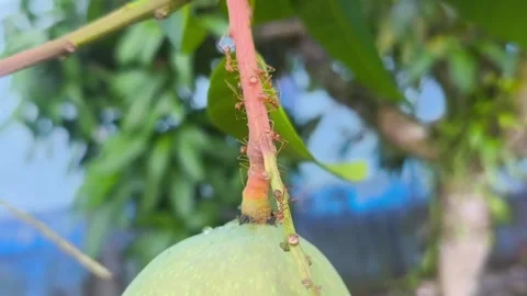 Tiny red ants are exploring the reddish stem of a fresh, unripe green mango Stock Footage 337889872