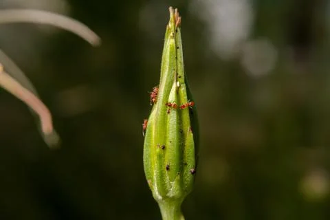 Tiny Red Ants Crawling on Dandelion Flower Macro Stock Photos