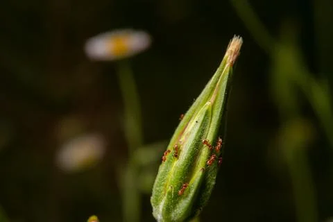 Tiny Red Ants on Dandelion Flower Spring Time Pollination Stock Photos