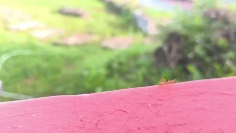 A tiny red ants Stock Footage 336674873