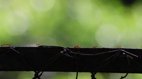 Tiny red ants moving fast. 動画素材 320487705