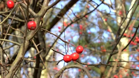 Tiny red apples on the wild forest apple tree (Crab apples). Vídeo Stock 165668937