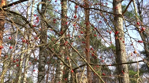 Tiny red apples on the wild forest apple tree (Crab apples). Vídeo Stock 165876294