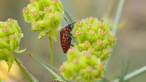 Tiny Red Beetle Bug With Black Dots and Stripes Eating Stock-Footage 133593600