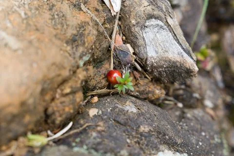 Tiny red beetle crawls on damp, mossy rock surface Stock Photos