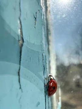 Tiny Red Beetle On Window, Red Ladybug Explores Textured Painted Window With 스톡 사진