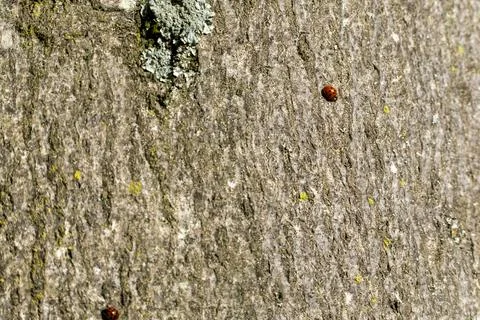 Tiny red beetles cling to rough, moss-dappled bark Stock Photos