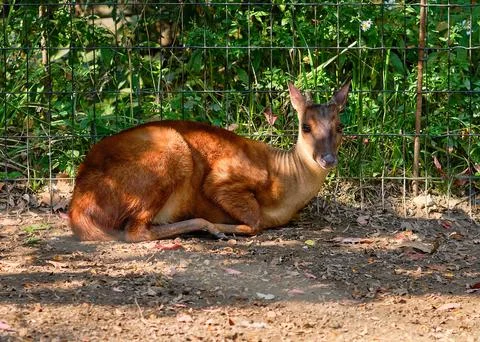 Tiny red brocket deer is resting by the fence at the zoo Stockfoto's