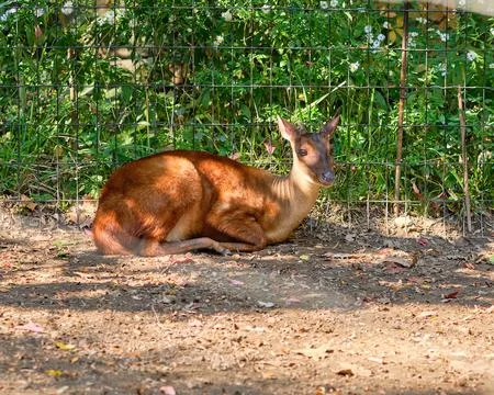 Tiny red brocket deer is resting by the fence at the zoo Stock Photos
