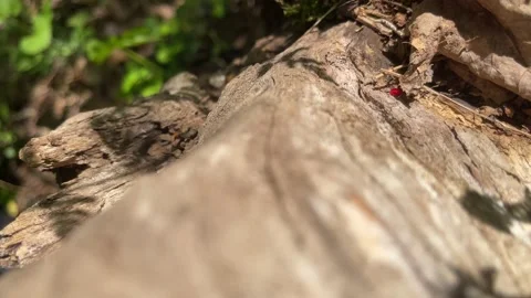 Tiny Red Bug (Clover Mite) on Forest Stump Stock Footage 239097670