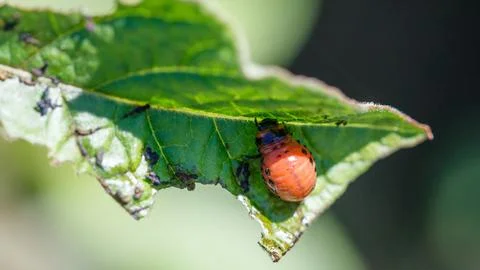 Tiny red bug rests on a green leaf Stock Photos
