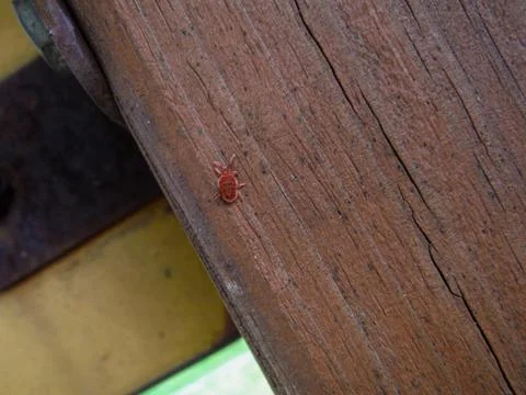 A tiny red bug is slowly crawling along the texture of a wooden surface 写真素材