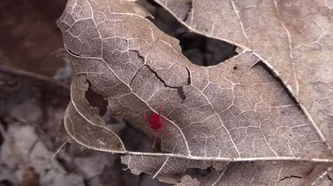 Tiny red bug trombidiidae Stock Footage 61586129