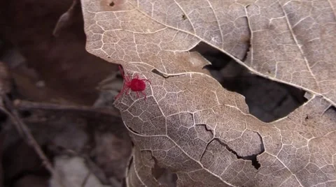 Tiny red bug trombidiidae Stock Footage 61586134