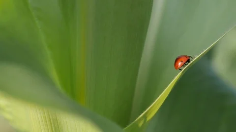 Tiny red Coccinellidae beetle close-up Video stock 77211616