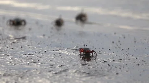 Tiny red crab walking on the beach Stock Footage